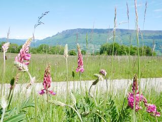 © Driving Tour The secrets of the Mont Tournier Mountain - Nadine Chevelard