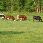 © La Ferme du Marais - C.MAGNIN