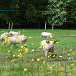 © La Ferme du Marais - C.MAGNIN