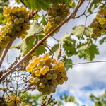 © Domaine de Lucey - Anne-Cécile Pflieger